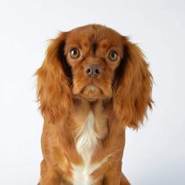Daffy - Cavalier King Charles Spaniel