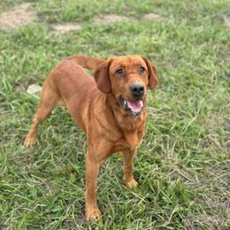 Rupert - Labrador Retriever