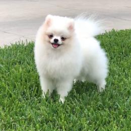 Nugget - Pomeranian