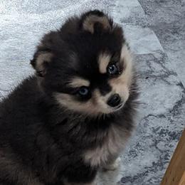 Alaskan Klee Kai, Pugs, and Shiba Inu from khshibas-khpugs