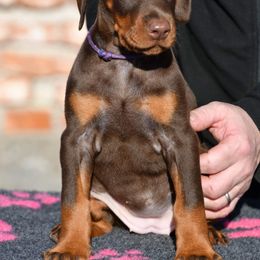 Cavalier King Charles Spaniel and Doberman Pinscher Puppies from HillStone Kennels