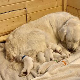 Golden Retriever and Jack Russell Terrier Puppies from Shelby Burleson's Golden Retrievers and Jack Russell Terriers