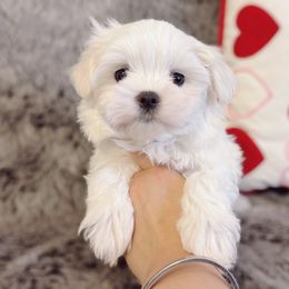 Cairo ( Boy 2 ) - White Maltese puppy in Vinton, Louisiana from Dreams & Love Maltese