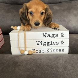 Teddy - Red male Dachshund puppy in Stuart, Iowa from Johnson Family Corgis and more