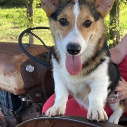 Flint - Black and tan Pembroke Welsh Corgi puppy in Great Bend, Kansas from Mak-N-Hay Farms