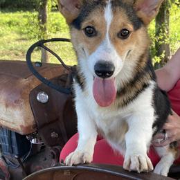 Flint - Black and tan Pembroke Welsh Corgi puppy in Great Bend, Kansas from Mak-N-Hay Farms