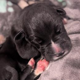 Motown - Black male Great Dane puppy in Brooksville, Florida from Follow My Lead Great Danes