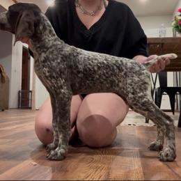 Female one - Liver and white female German Shorthaired Pointer puppy in Liberty, Texas from Ashwind kennels