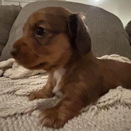 Chocolate Based Shaded Red Female - Red female Dachshund puppy in Mesa, Arizona from Ruby Desert Doxies