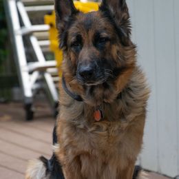 Mia - German Shepherd
