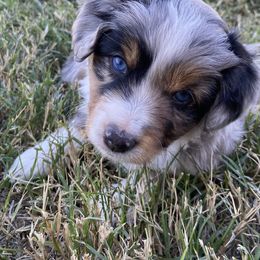 Miniature Australian Shepherd Puppies from Bar C Aussies