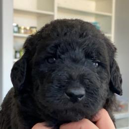 Labradoodles from Island View Poodles & Doodles