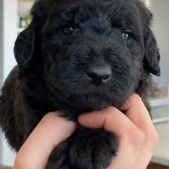 Labradoodles from Island View Poodles & Doodles