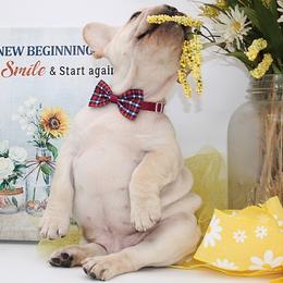 RIDGE - Cream male French Bulldog puppy in West Plains, Missouri from Must Be Frenchies & Crown Of Curls Bolonka