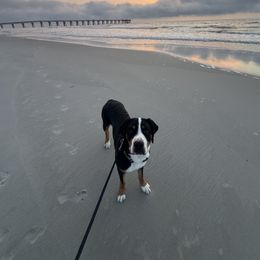 Greater Swiss Mountain Dog All Grown Up from Bugyal Kennel
