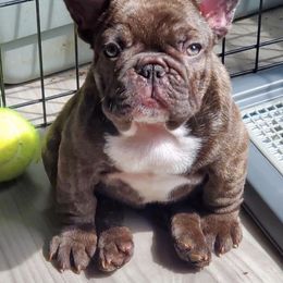 French Bulldog Puppies from North Idaho Frenchie Farm