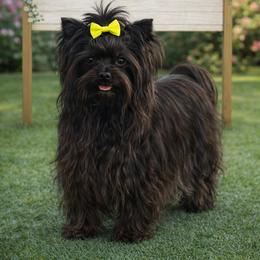 CALI - Yorkshire Terrier