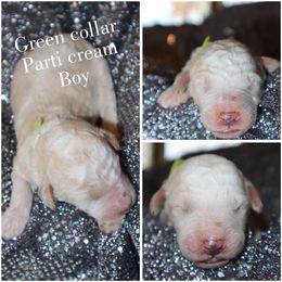 Parti cream - Cream male Whoodle puppy in Smallett, Missouri from Leshas Whoodles
