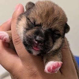 Girl 1 - Red female Shiba Inu puppy in Oceanside, California from Wagashiken