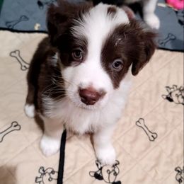 Forrest - Red tri-color male Australian Shepherd puppy in Lubbock, Texas from Barn Raised Aussies