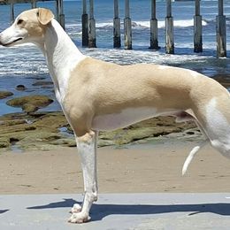 Whippet All Grown Up from Arwen Whippets