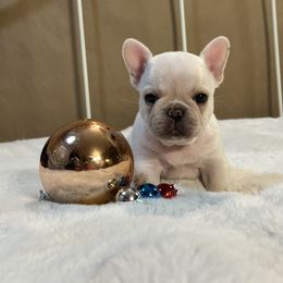 French Bulldog and Nova Scotia Duck Tolling Retriever Puppies from Folklore Den