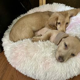 Dachshund Puppies from Alpine Meadow Dachshunds