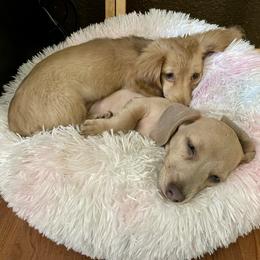 Dachshund Puppies from Alpine Meadow Dachshunds