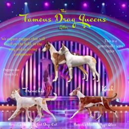 Ibizan Hound puppies from Nevaeh Ibizan Hounds