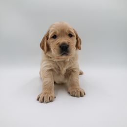 Golden Retriever Puppies from Wild Hearts Goldens