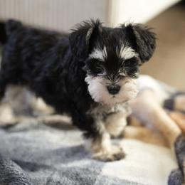 Miniature Schnauzer Puppies from Snowflake Schnauzers