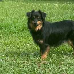 Rosie - Miniature Australian Shepherd