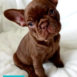 French Bulldog Puppies from The French Bulldog Company LLC