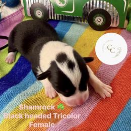 Shamrock - Black and tan female Pembroke Welsh Corgi puppy in Salisbury, Maryland from Coastal Corgis