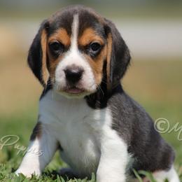 AKC 'Pauly' - Black tan and white male Beagle puppy in Lamar, Missouri from Marti Acres ~ Boston Terrier & Beagles