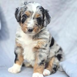 Poppy - Merle female Bernedoodle puppy in Shelton, Washington from NW Bernedoodles of Washington
