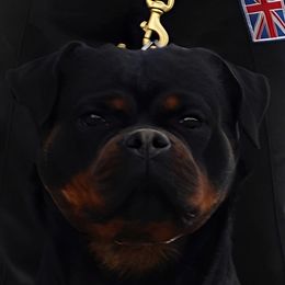 Mina - Rottweiler
