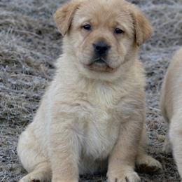 Labrador Retriever puppies from Raising Hope Labradors