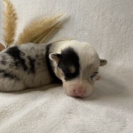 Boy 4 Blue Merle - Blue merle and white male American Corgi puppy in Scottown, Ohio from Wyndy Ridge Corgis