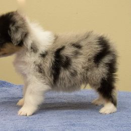 Australian Shepherd Puppies from CoralBlitz Australian Shepherd