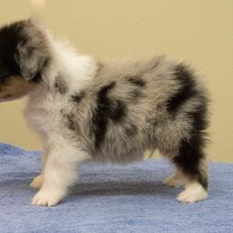 Australian Shepherd Puppies from CoralBlitz Australian Shepherd