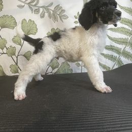 Koki - Parti Poodle puppy in Sheboygan, Wisconsin from Juicy Standards