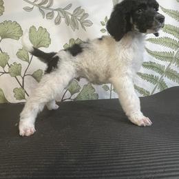 Koki - Parti Poodle puppy in Sheboygan, Wisconsin from Juicy Standards