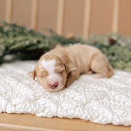 Drummer - 12 Days of Christmas - Apricot male Goldendoodle puppy in Syracuse, Indiana from The Doodle Cove