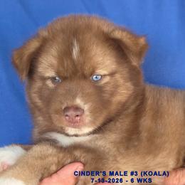CINDER'S MALE 3 - Red and white male Siberian Husky puppy in Manilla, Iowa from Bruck's Siberian Huskies