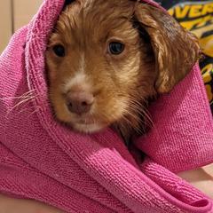 Nova Scotia Duck Tolling Retriever Puppies from Spitfire Tollers