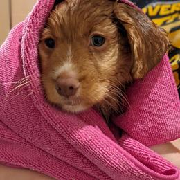 Nova Scotia Duck Tolling Retriever Puppies from Spitfire Tollers