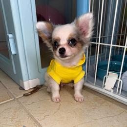 Gargamel - Merle male Chihuahua puppy in Naples, Florida from Naples Tiny Dogs