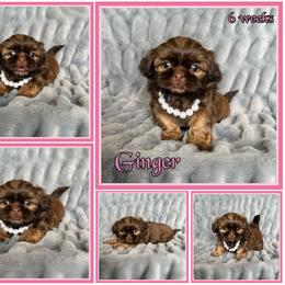 Ginger - Red female Shih Tzu puppy in Yelm, Washington from Lala's All Star Shih Tzu