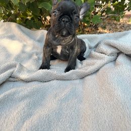 Vixen - Brindle French Bulldog puppy in Arizona from Prickly Pear Kennels
